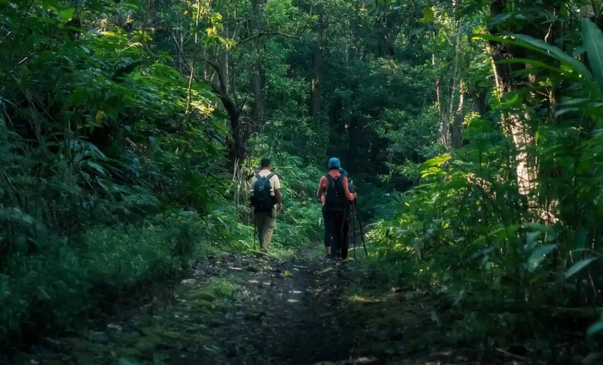  Guided Nature Forest Walking
